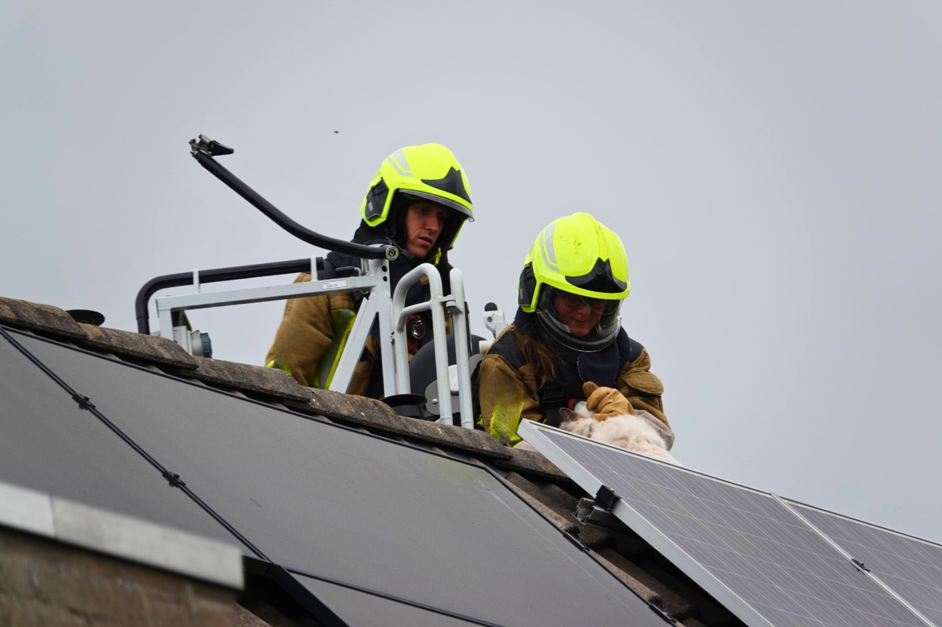 Noodoproep Kat onder zonnepaneel redden